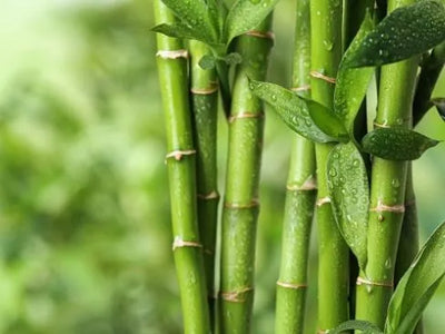 Indulge in the sheer wonder of bamboo fabric