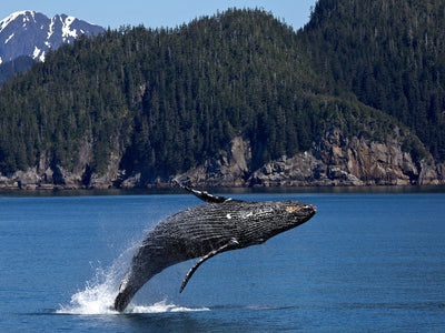 5 Best Places For Whale Watching Around the World